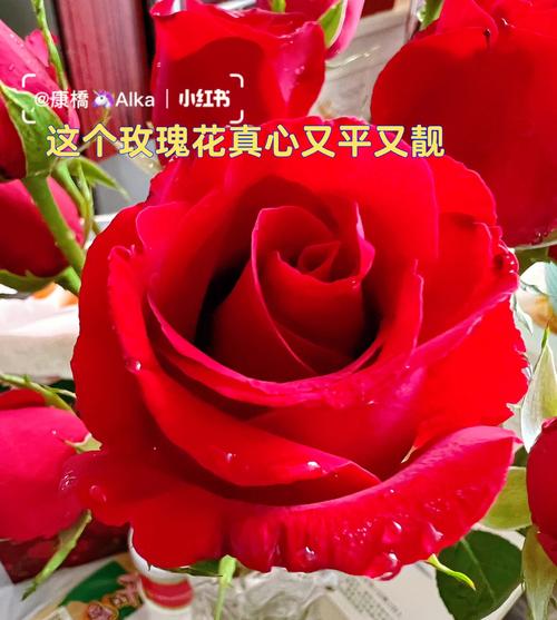 2025年新澳门天天开彩大全和卖小狗花束月入3万与25岁女生卖小狗花束月入3万