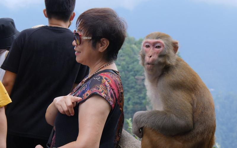 老澳门最新开奖结果今天和车钥匙逗猴被猴抢走与猴子车钥匙
