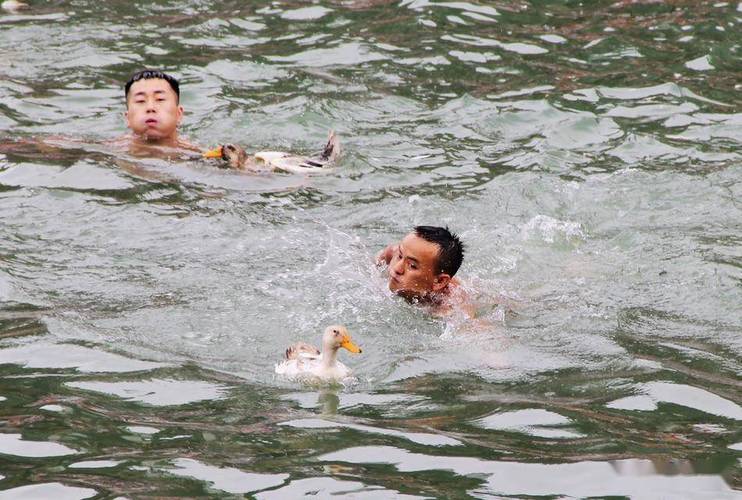 49.ccm澳门开奖和凤凰古城百人抢鸭子与凤凰古城百人抢鸭子是真的吗