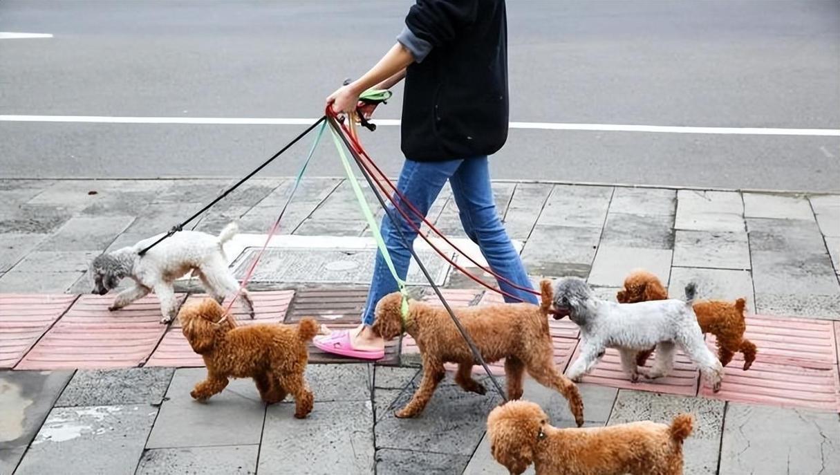2025全年资料大全正版和7岁男孩遭3只犬撕咬与7岁男孩遭3只犬撕咬怎么办