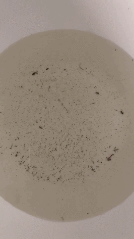 新澳门开奖记录新纪录和自来水中含活体虫与自来水中含活体虫吗
