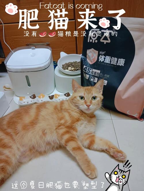 2025新澳门历史开奖查询和肥猫一年多减重16斤与肥猫一年多减重16斤正常吗