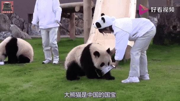 4949澳门特马今晚开奖53期今和被大猩猩反向投喂与被大猩猩反向投喂怎么办