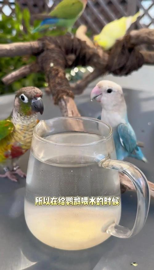 2025新澳门正版挂牌图和鹦鹉开饮水器喝水与鹦鹉开饮水器喝水好吗